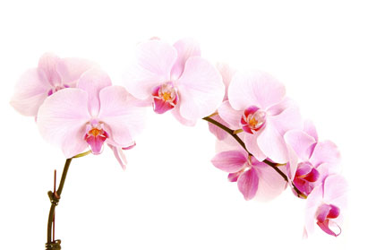 Orchid Rental Service Sheffield